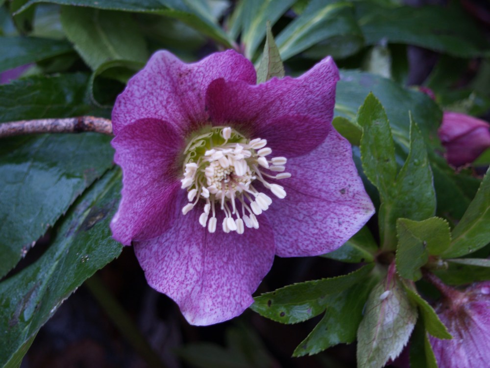 Hellebore in early January