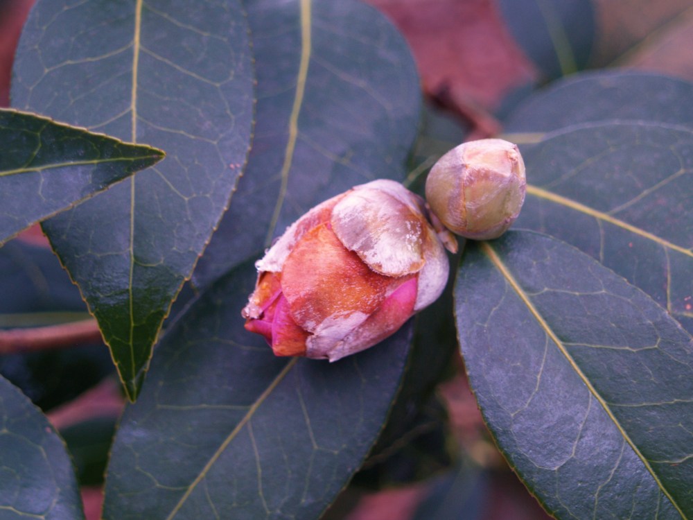 Camellia bud in January