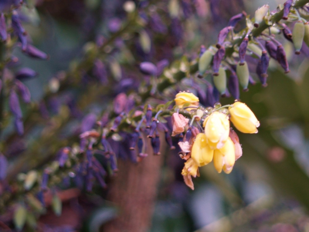 Winter Sun mahonia in January