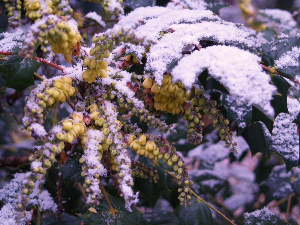 The typically late winter flowering leatherleaf mahonia is not bothered by cold temperatures. It is likely to continue flowering into early March.