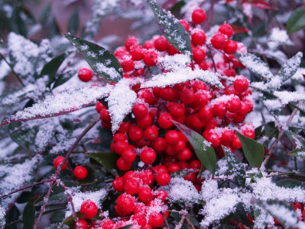 Nandina berries shine through the light snow