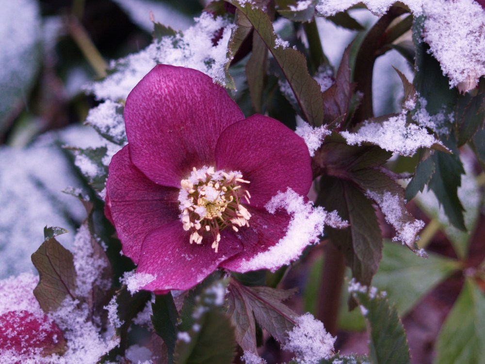 A seedling hellebore flowers despite chilly temperatures