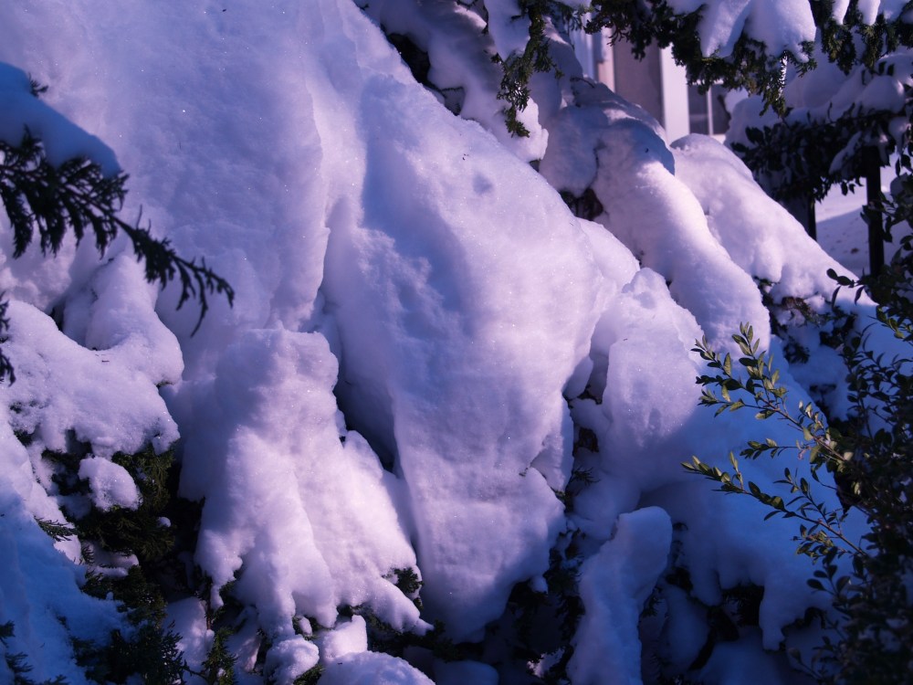 The short branches of this Hinoki cypress will soon shed the heavy cover of snow. If there was nothing btter to do I would reemove this snow, but there are many other priorities.