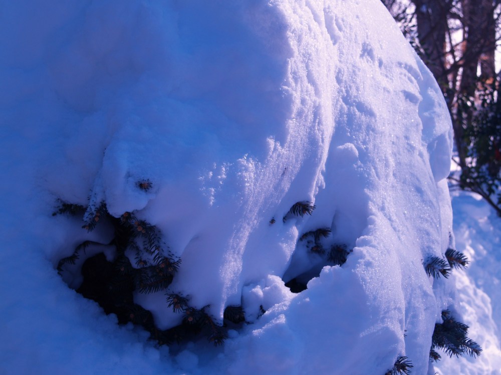This Globosa blue spruce is not likely to harmed by the deep snow convering it.