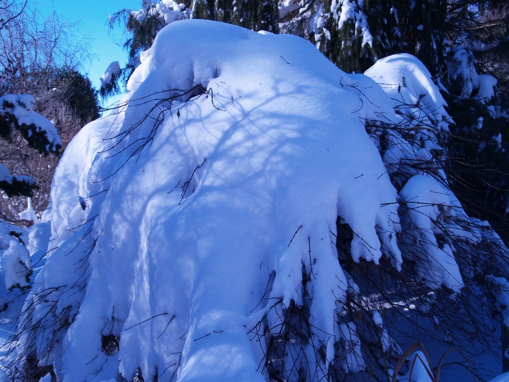 It does not appear there has been any damage to this snow covered weeping Japanese maple.