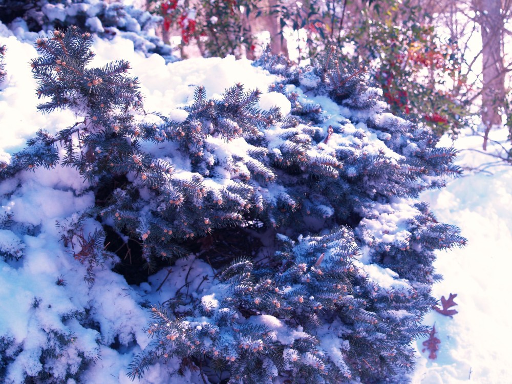 But, the spruce is on the path to the Japanese maple and to the bird feeder, so what the heck.