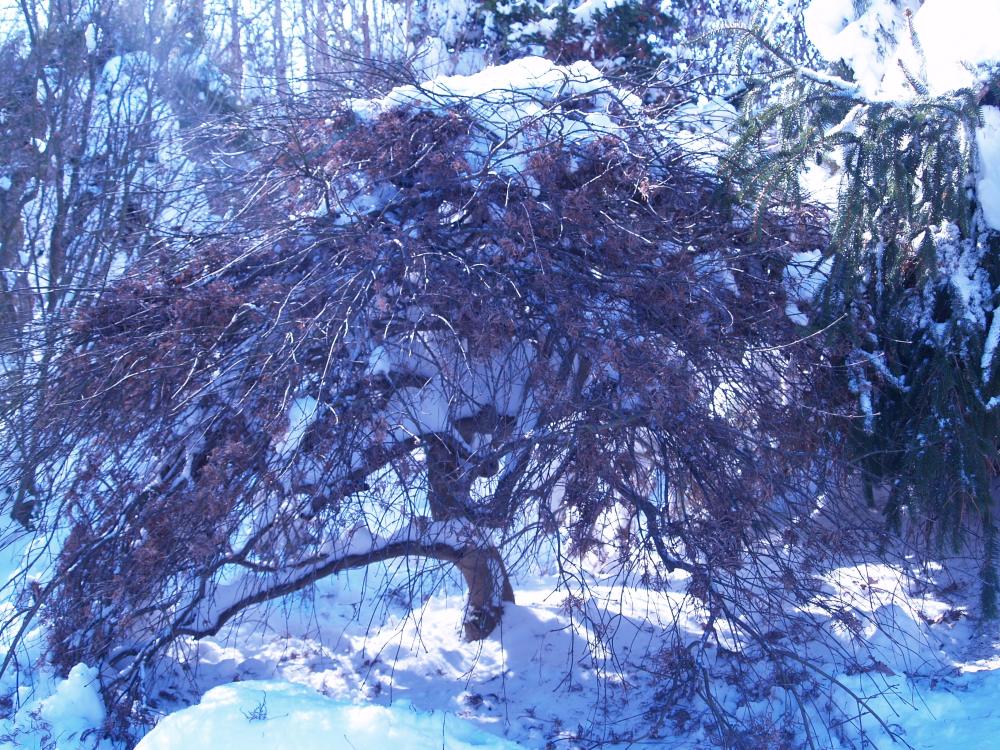 I gently nudged snow with a leaf rake and most snow fell through the branches.