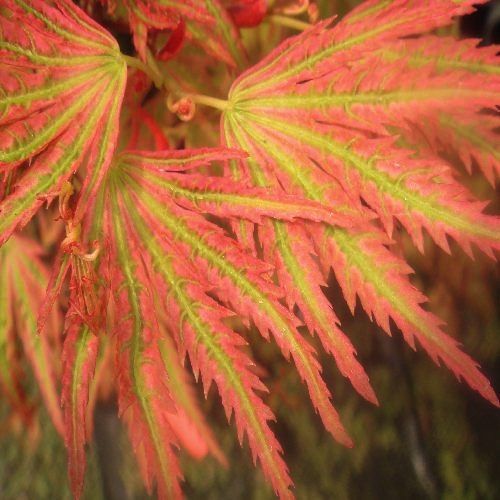 Higasayama Japanese maple is a small true with variegated foliage, but much different from other variegated maples in the garden.