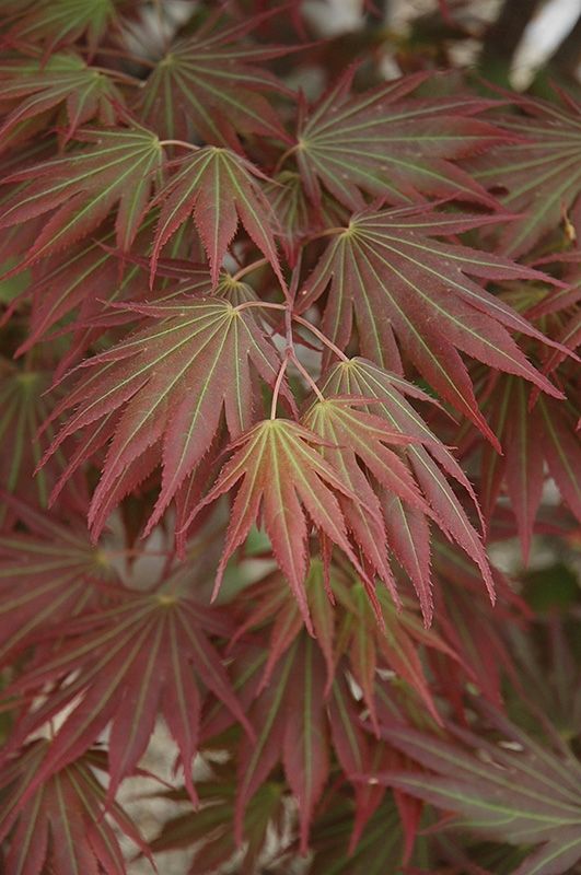 Johin Japanese is a small tree with exceptional autumn foliage.