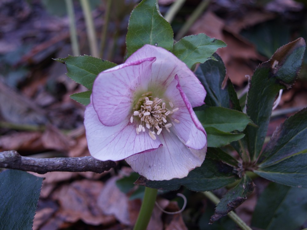 Hellebore