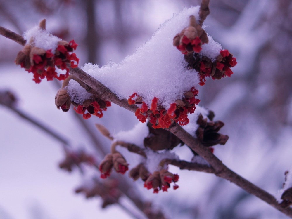 Diane witch hazel displays a few blooms in mid February, which is its typical time for flowering. Arnold Promise and Jelena have swelling buds, but no flowers yet.