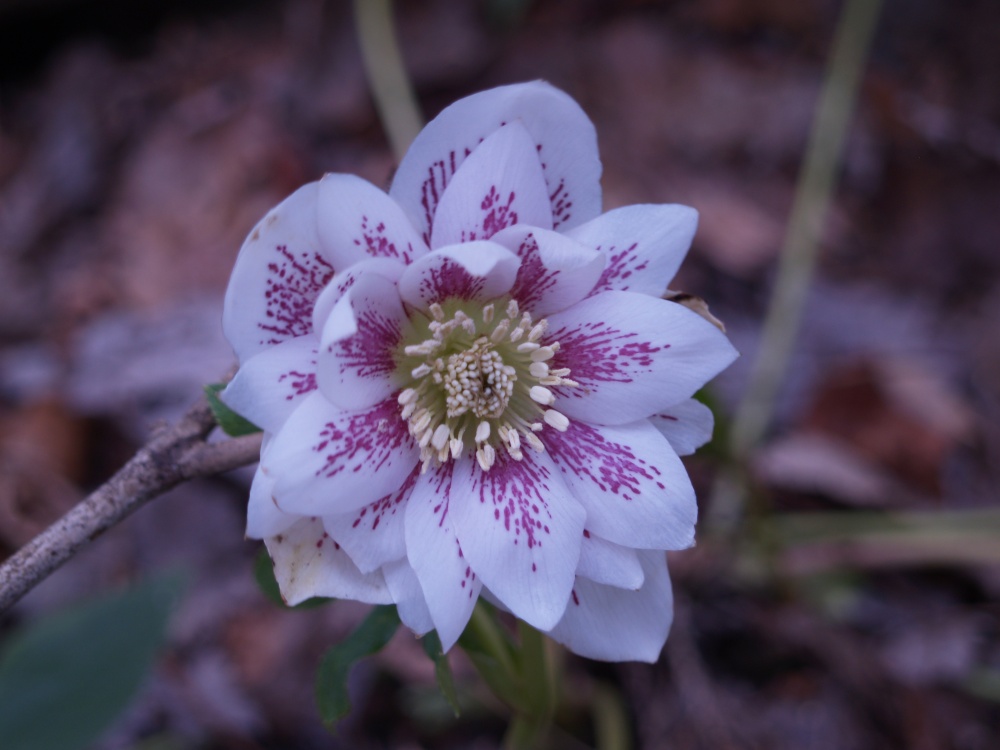 Hellebores that were flowering before being buried in the blizzard have emerged with flowers intact. Hellebores that were not flowering before the snow are progressing as usual, and all will show color into early spring. 