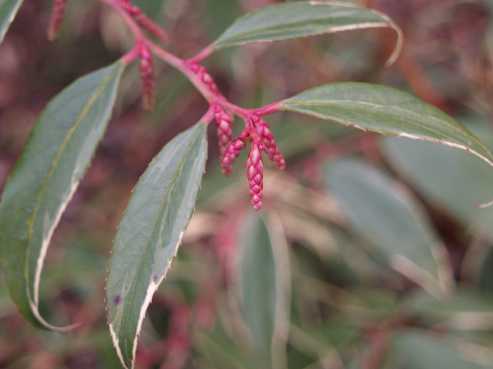 Colorful flower buds on variegated Coast leucothoe bring the promise flowers in early spring.