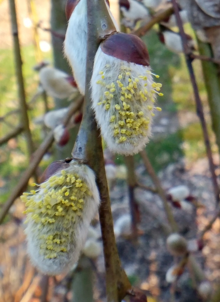 Pollen on pussywillow catkins