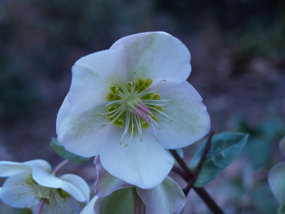 Flowers on Molly's White hellebore rise above it's heavily veined leaves.
