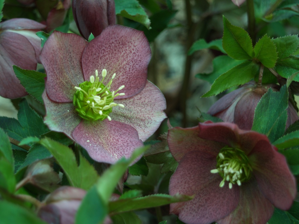 Nodding flowers of winter flowering hellebores must be lifted for viewing, and foliage must be moved aside if leaves have not been removed.