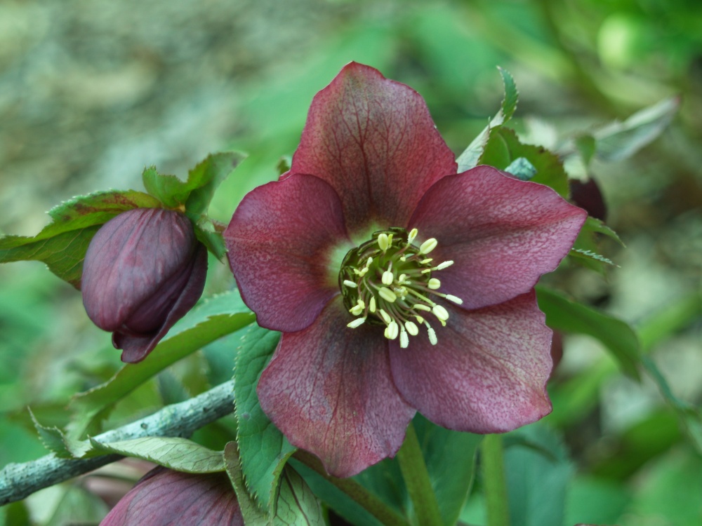 A small twig can be handy to flip a hellebore flower upright for viewing.
