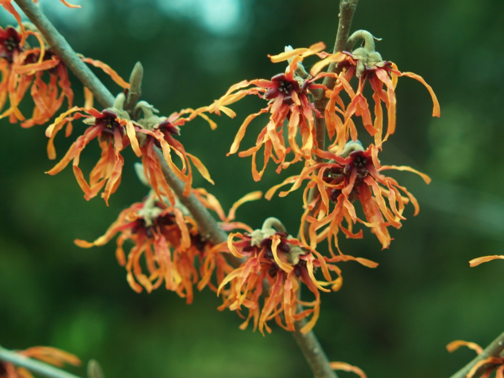 Diane witch hazel is flowering heavily on its sunny side. A large katsura shades one side, and here there are no blooms.