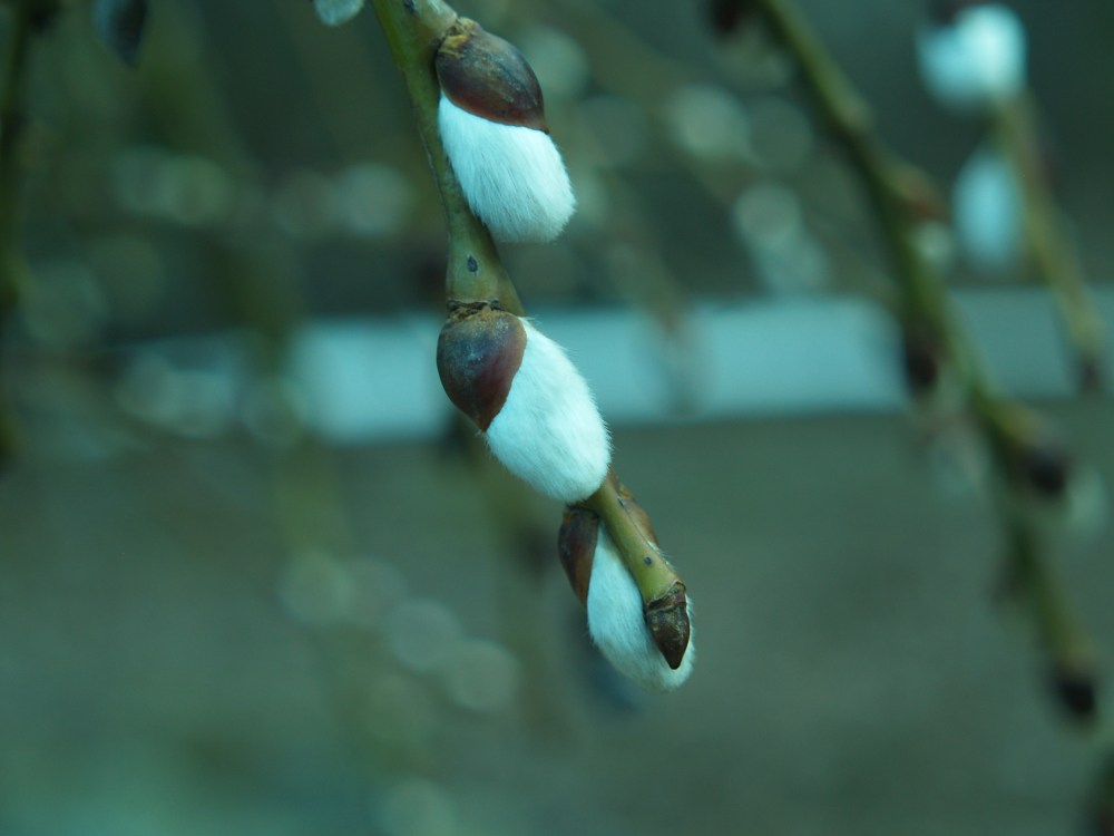 The pussywillows are nearing full bloom. Some years this is in late February, but a period of cold delayed the catkins.