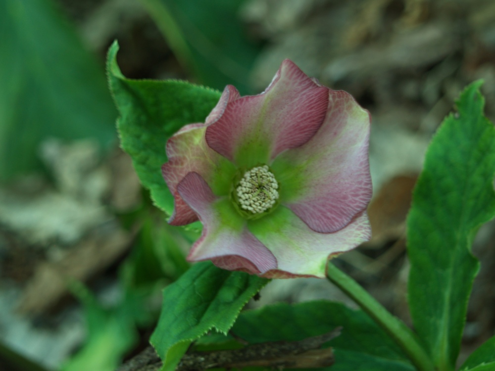 An interesting hellebore seedling, with an unsual combination of colors. But beautiful?