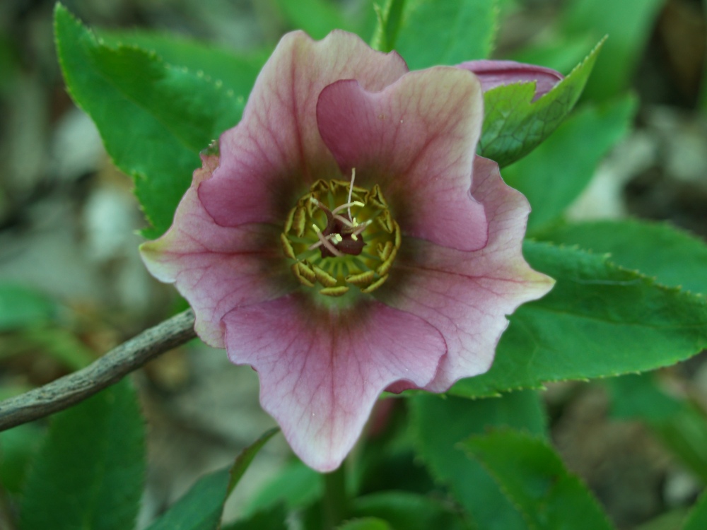 A hellebore flower with nice form, but mediocre coloring. 