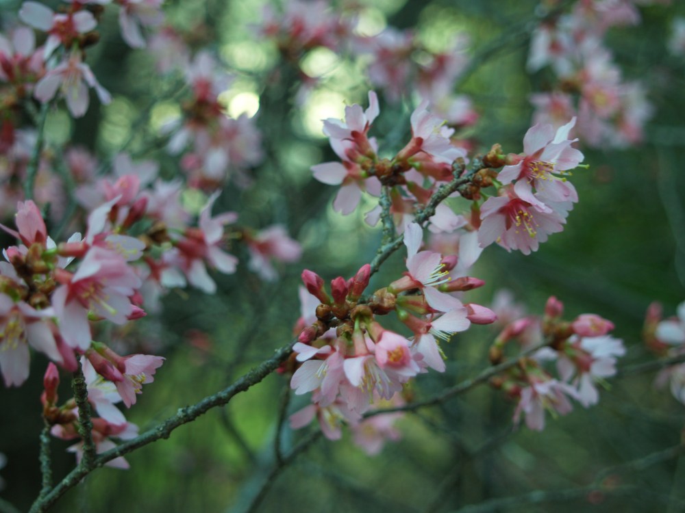 Okame cherry flowers several weeks earlier than other, more common, cherries. The flowers tolerate freezing temperatures better than early heat.