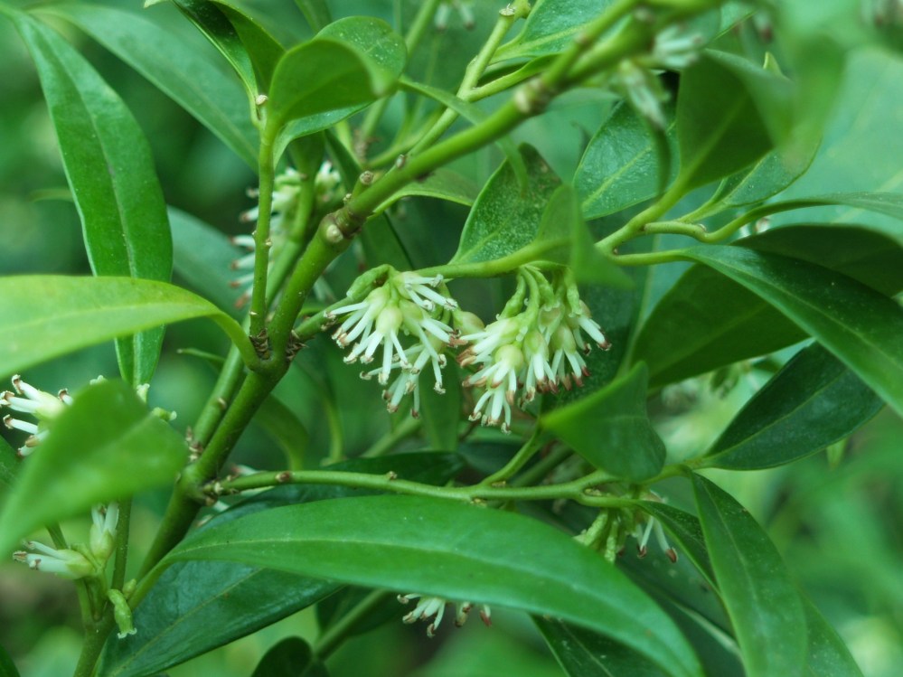 Sweetbox is a slow growing evergreen with small, fragrant early spring flowers. 