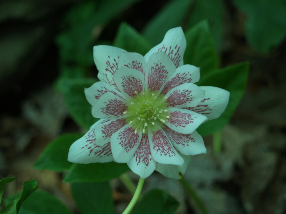 Hellebore