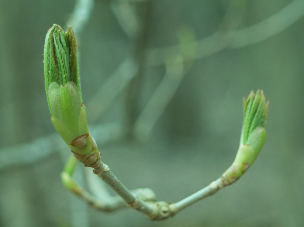 Leaves of the red Horsechestnut begin to open in mid March.