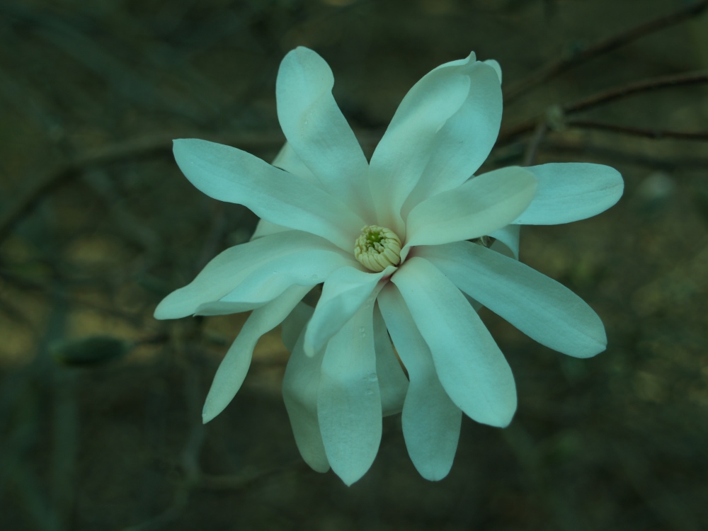 Royal Star magnolia