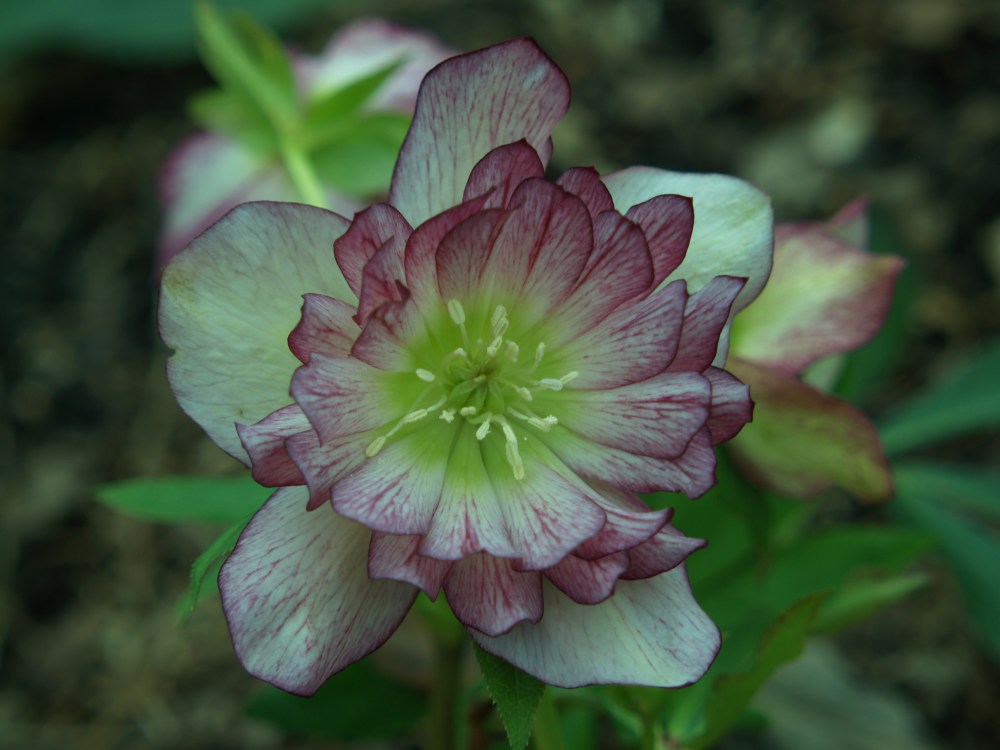 hellebore