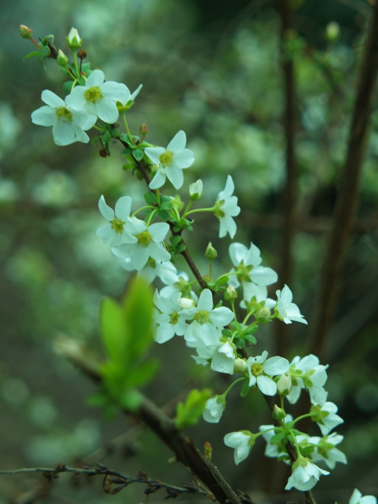 Ogon spirea