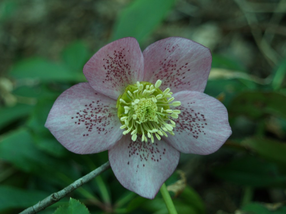 Hellebore