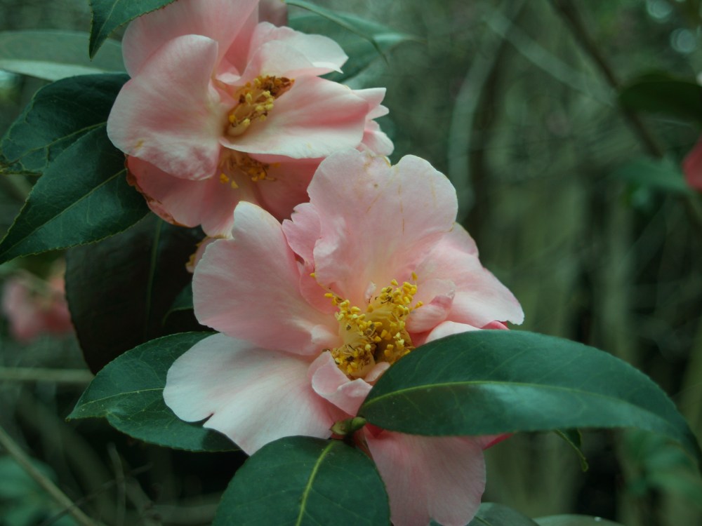 Winter's Interlude camellia flowering in April