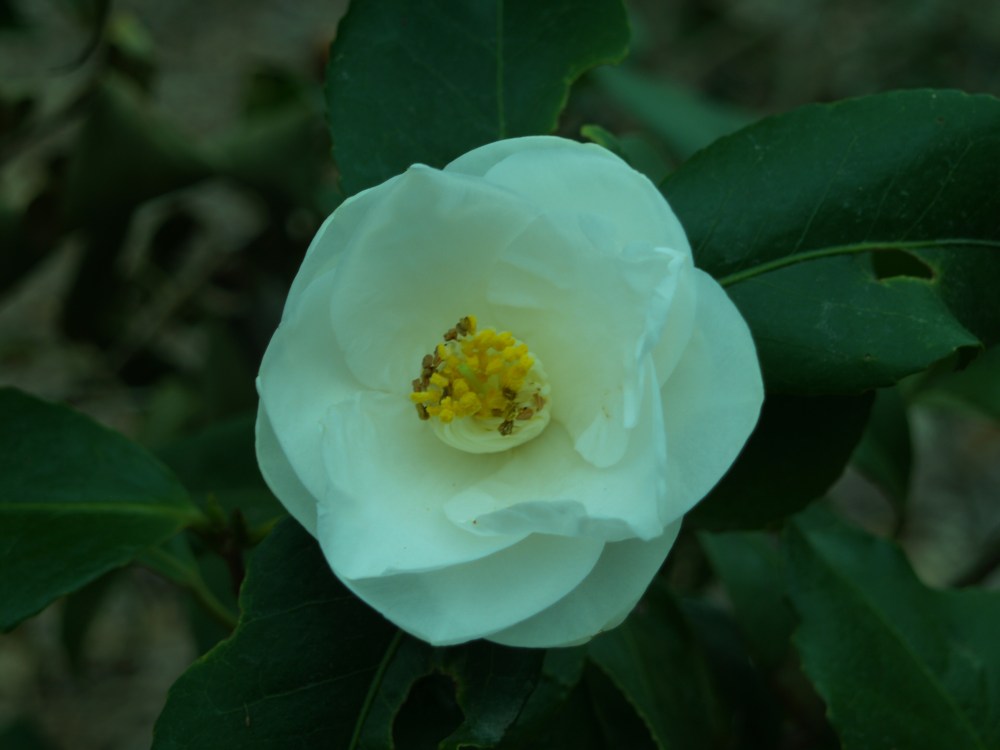 Camellia