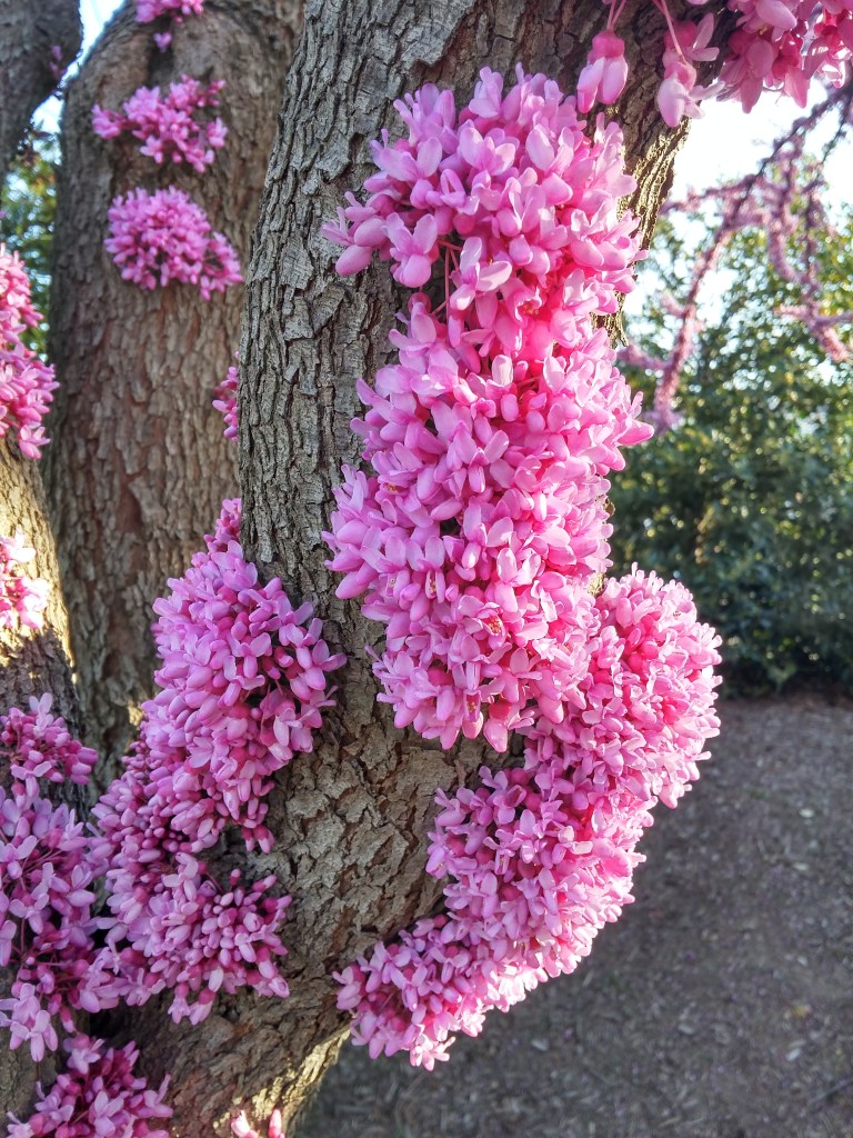 Redbud flowers are densely clustered where branches were pruned from storm damage years ago. 