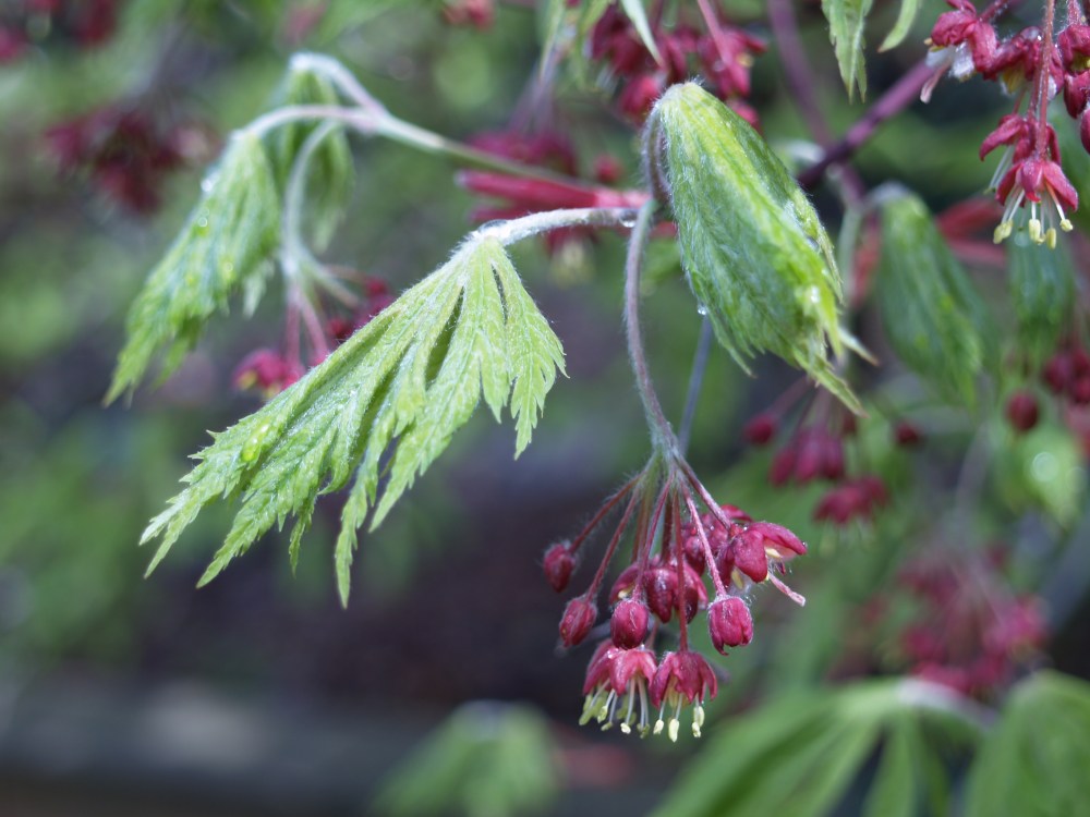 The Fernleaf Japanese maple is one of the first with emerging leaves, but seldom is it bothered by frost. 