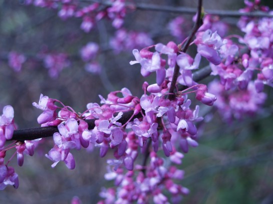 April Native Native trees for April flowers β Ramblin' through Dave's Garden