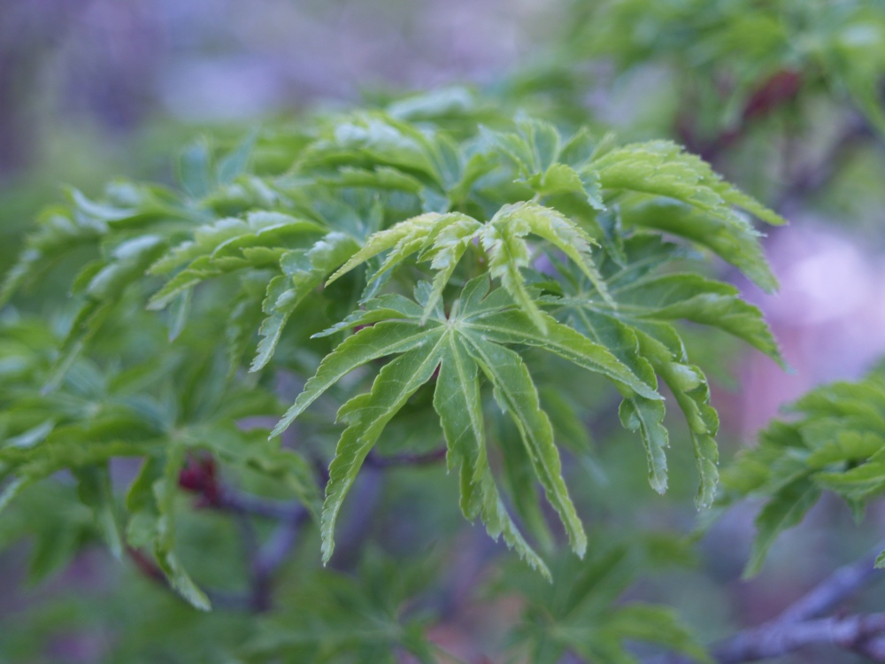 Leaves of the Lion's Head maple were further along, and not damaged by the freeze.