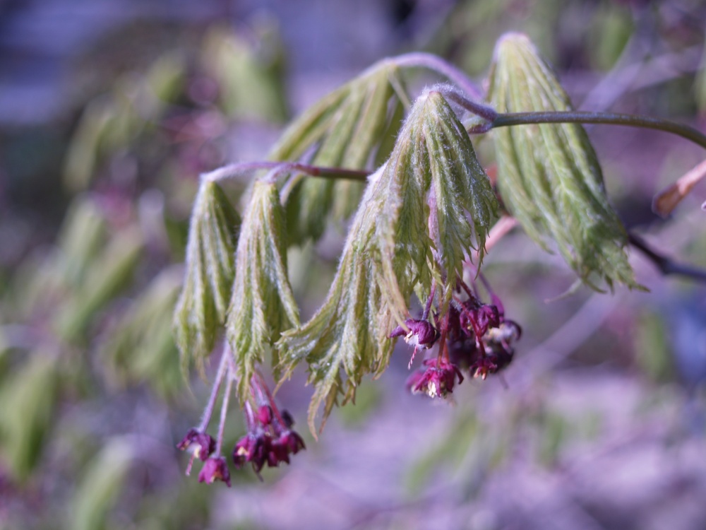 Leaves of the Fernleaf Japanese maple hang limp after the freeze.