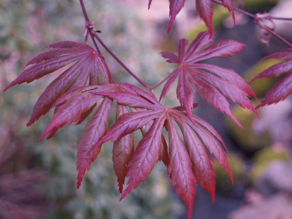 Several Japanese maples were at a stage of growth where leaves were not effected by the freeze at all.