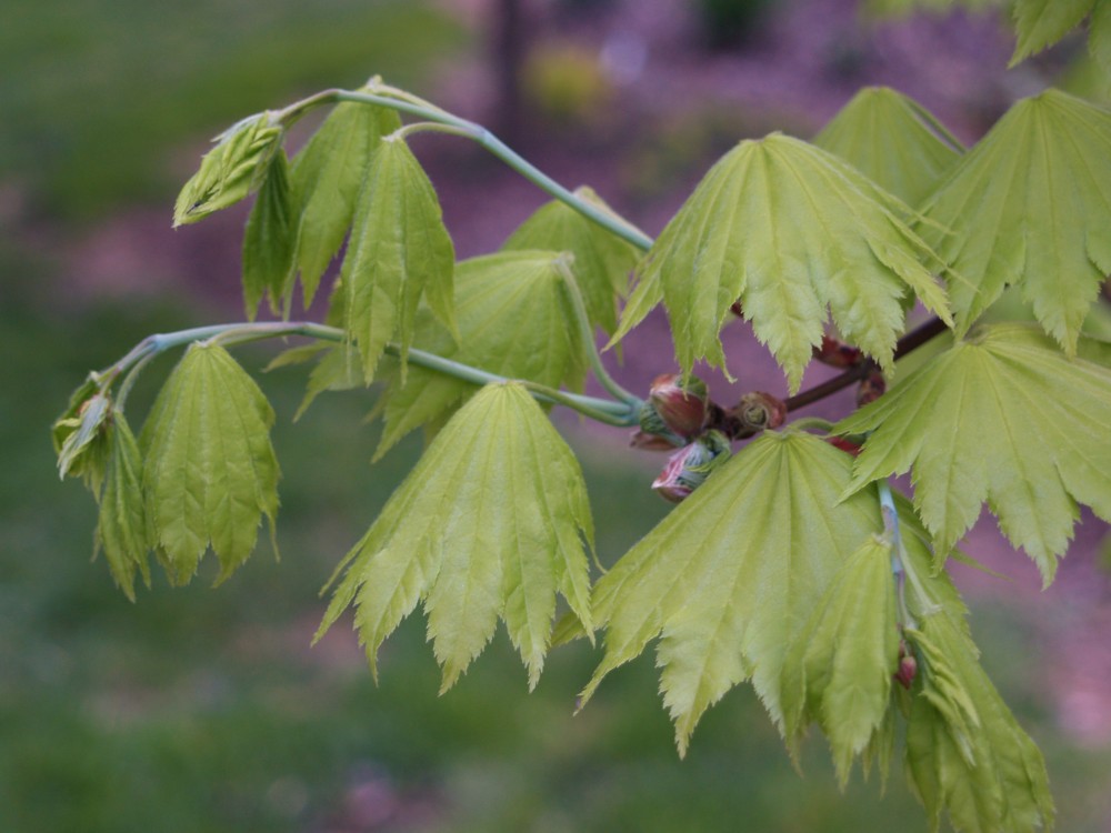 Leaves of the Golden Full Moon maple had just begun to emerge, so they were npt damaged at all.