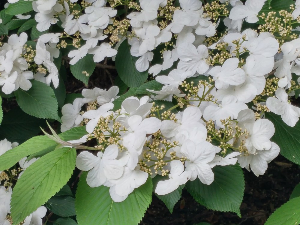 Maresi viburnum