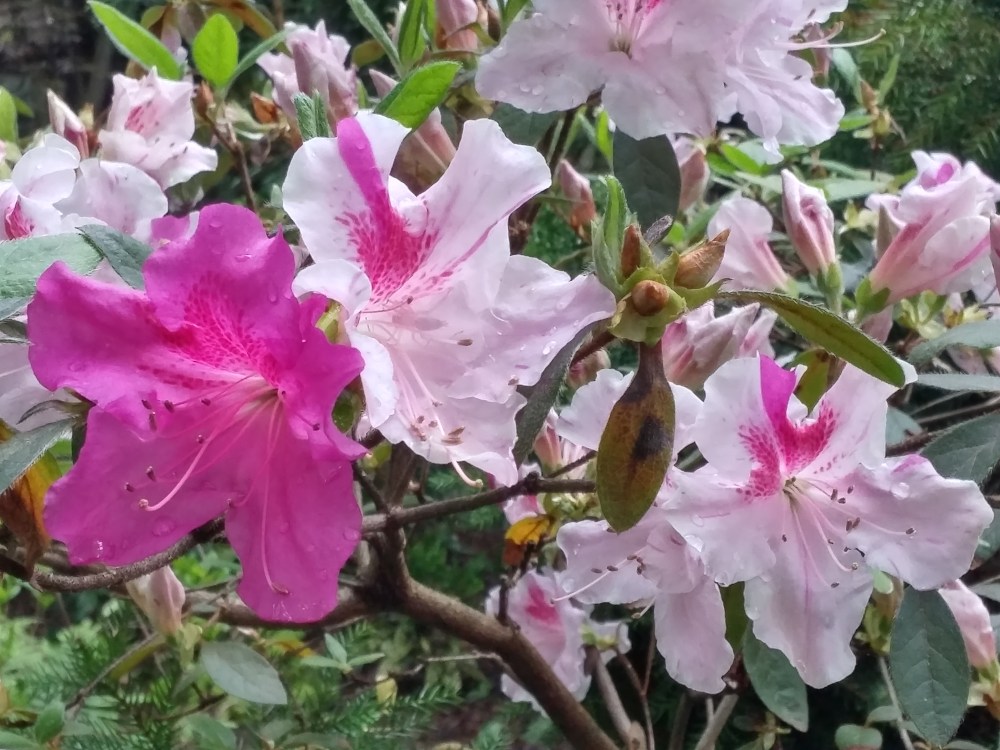 Autumn Encore Twist will have flowers that are solid purple scattered amongst bicolor blooms. 