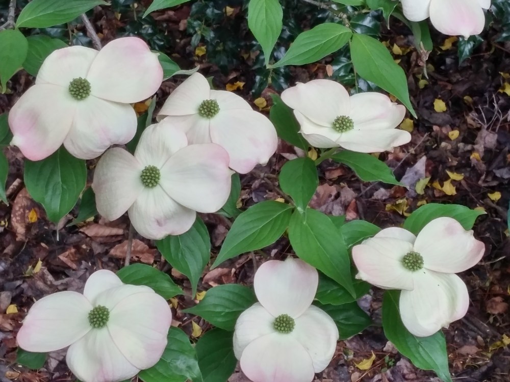 With less sun and heat stress, the flowers of the Stellar Pink hybrid dogwoods display more pink than usual. Still, not very pink, but not completely white.