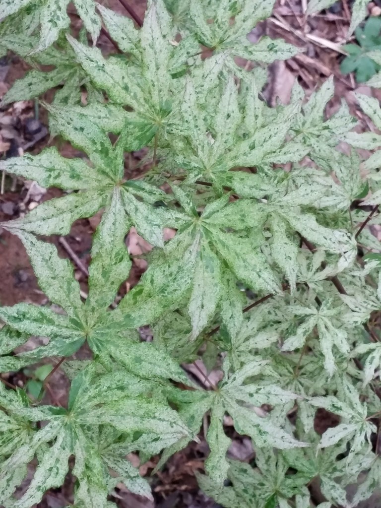In the filtered light the foliage of Floating Cloud maple shows no sign of fading, though there is less pink to the leaves with gray skies. 