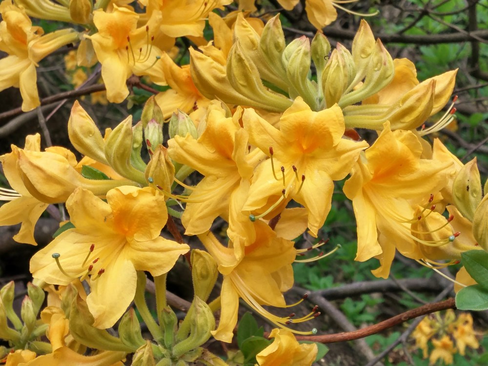 Many of the deciduous azaleas are brightly colored and very fragrant.