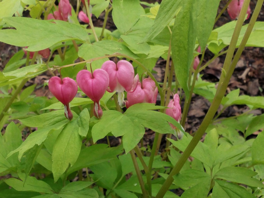 The yellow leafed Gold Heart bleeding heart brightens a dark corner. Foliage and flowers were damaged in the mid April freezes, but the bleeding heart recovered quickly.