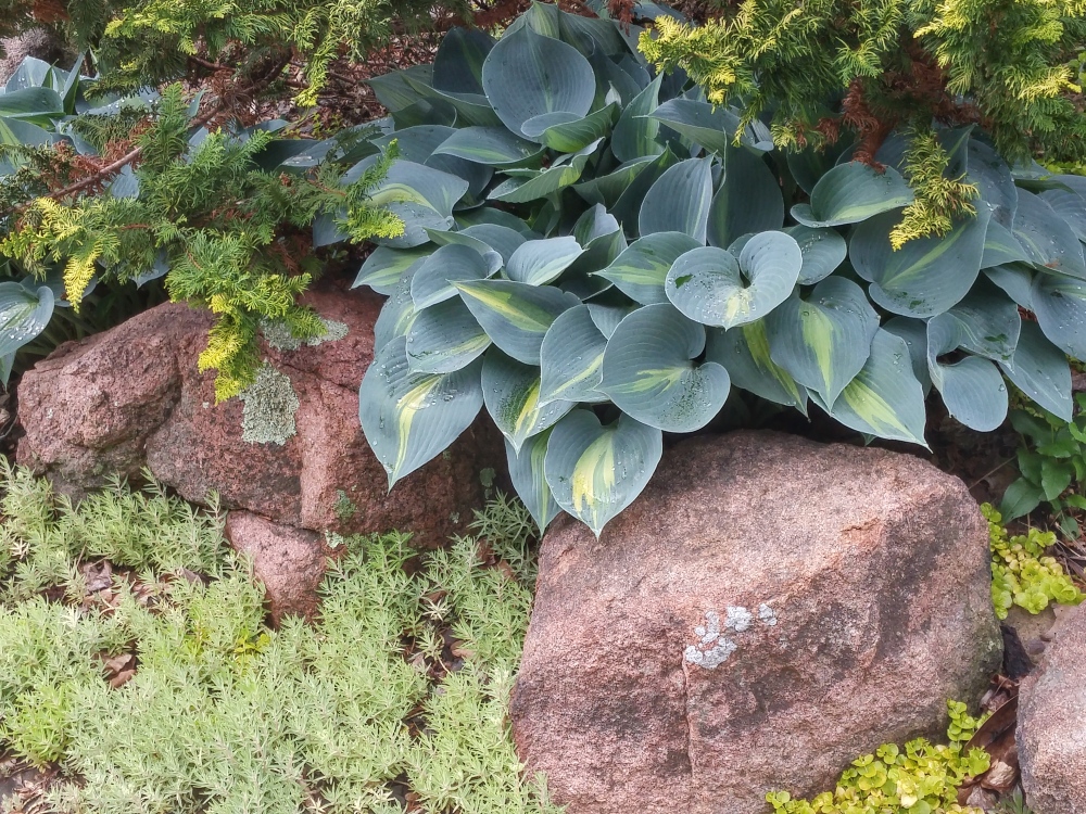 This blue hosta is tucked between stones that border the patio and beneath a golden Fernspray cypress. By mid summer this spot is a bit too sunny and the hosta fades.