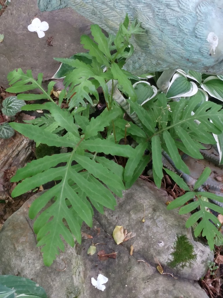 Sensitive fern growing in damp gravel and muck beside a constructed stream.